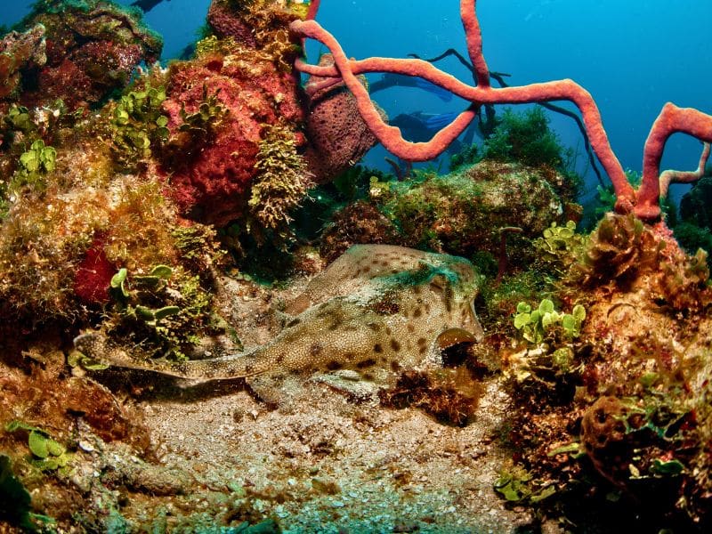 Yellow stingray (9) raya amarilla