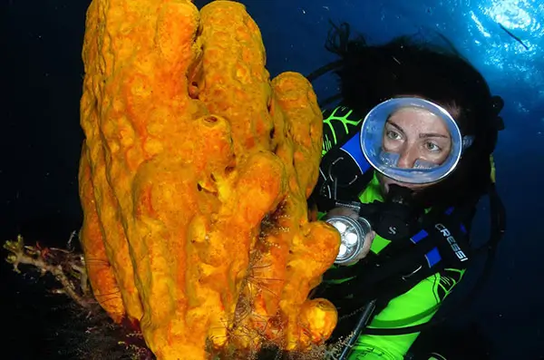 all the best dive sites in cozumel all the best dive sites in cozumel