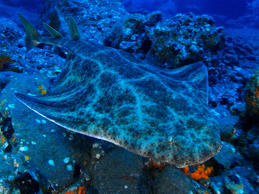 angel shark facts - pictures of angel sharks - datos sobre el pez angelote