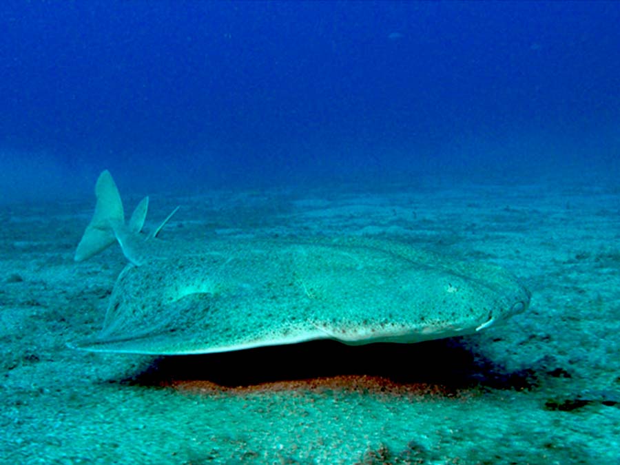 angel shark picture - angel shark facts (3) datos sobre el pez angelote