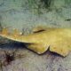 angel shark picture - angel shark facts - datos sobre el pez angelote