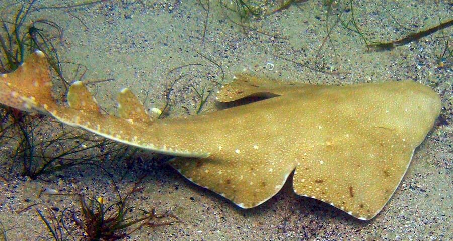 angel shark picture - angel shark facts - datos sobre el pez angelote