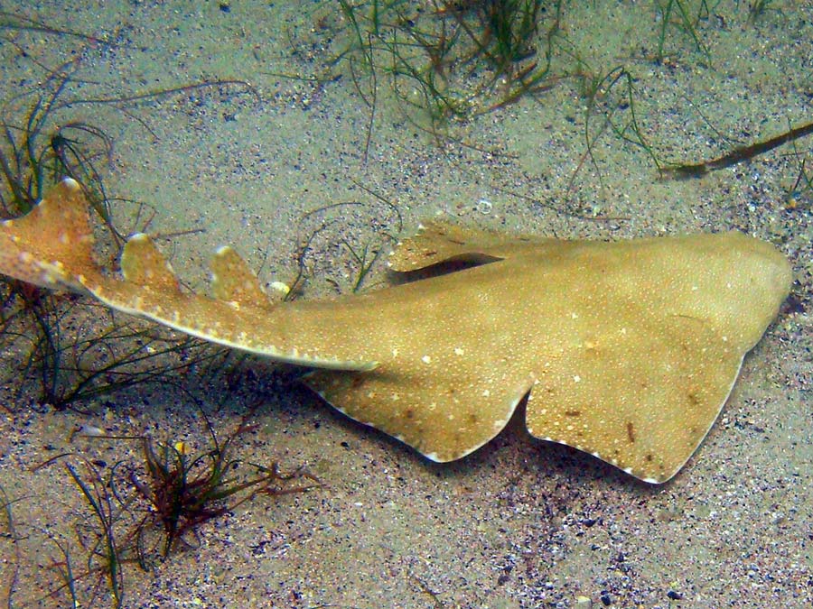 angel shark picture - angel shark facts - datos sobre el pez angelote