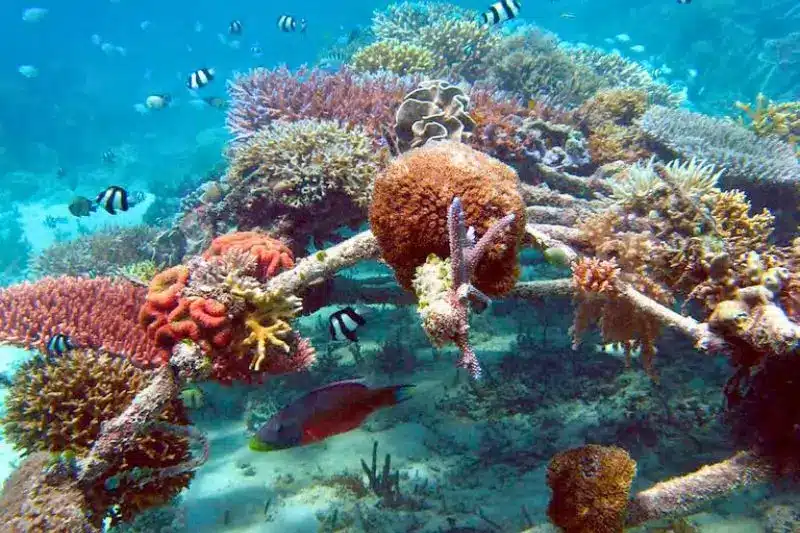 artificial coral reef - 4 - Arrecifes de coral artificiales