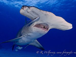 bahamas liveaboard diving - hammerhead