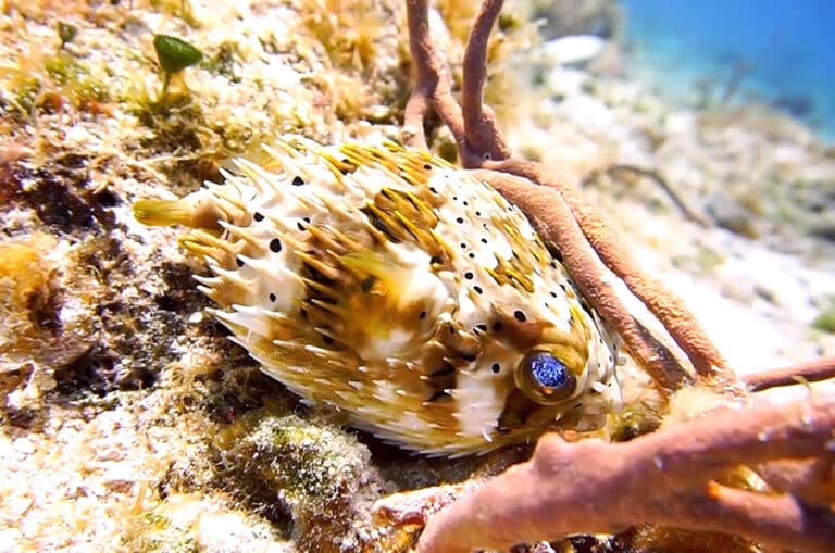 Pez globo y el pez erizo ¿cuál es la diferencia?