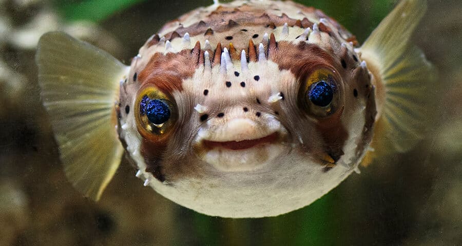 balloonfish - pez globo
