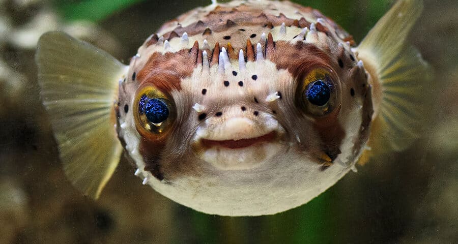 Balloonfish, Porcupinefish, and Pufferfish, What's the Difference?