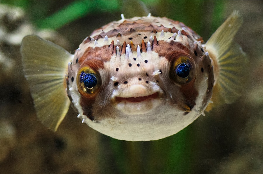 woonadres opstelling Conflict Balloonfish, Porcupinefish, and Pufferfish, What's the Difference?