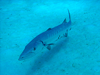 barracuda