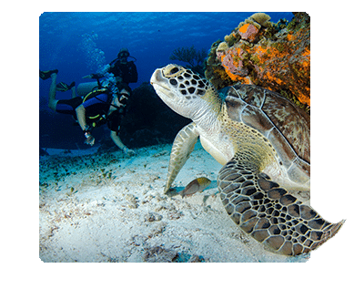 Saona island excursion diving