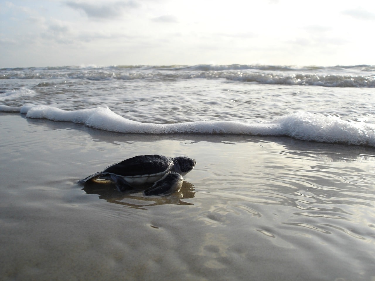 beach cleaning for turtle nesting in cozumel