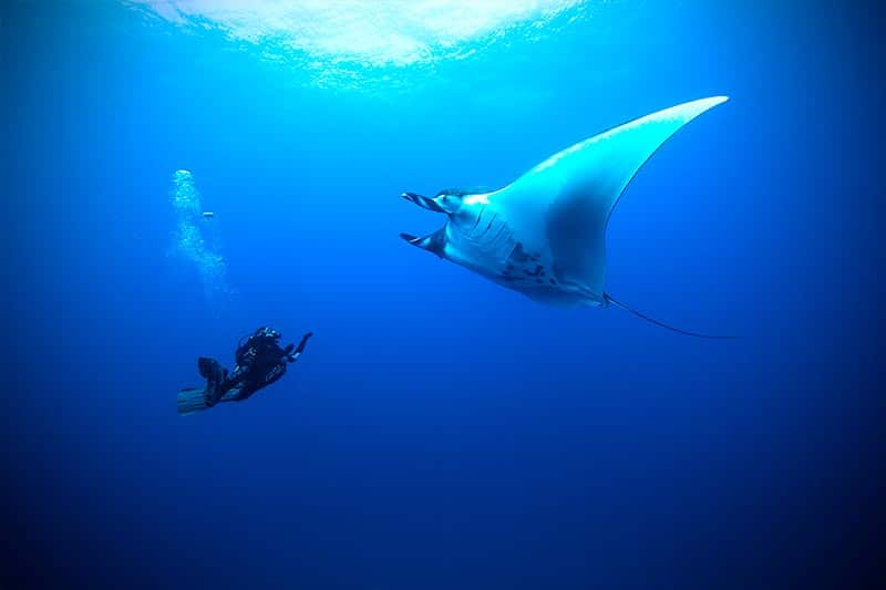 benefits of scuba diving (6)
