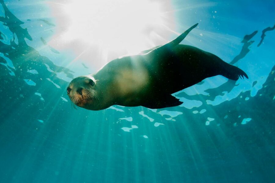 best places to snorkel in the world - ecuador