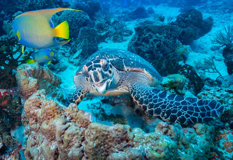 best scuba diving in Cozumel - 2