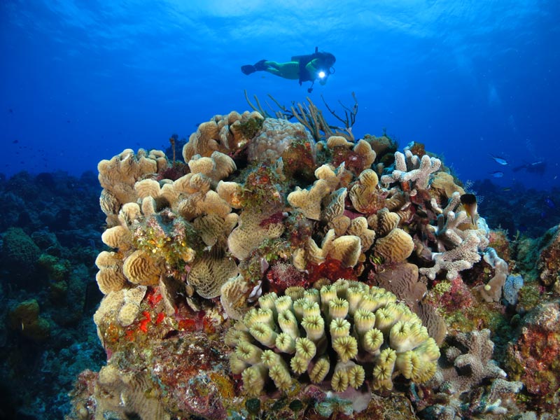 best scuba diving in Cozumel - 5 - el mejor buceo en cozumel