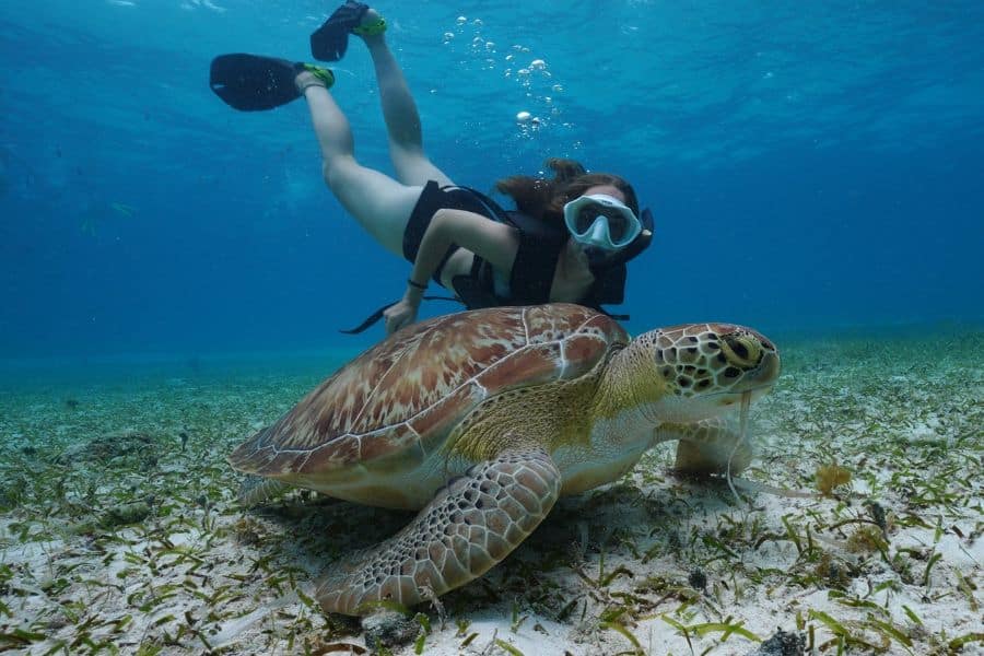 best thing to do in cozumel - snorkeling - cosas que hacer en cozumel