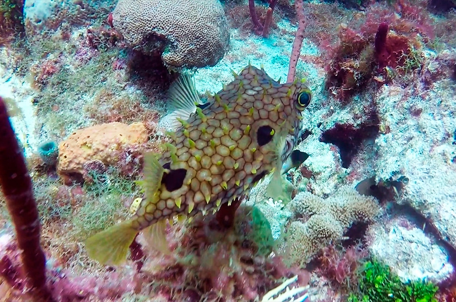 brildled burrfish - balloon fish