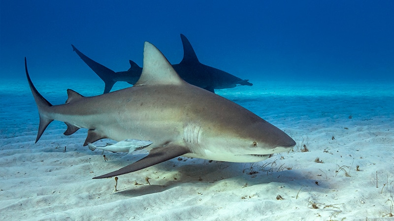 bull shark facts - 2