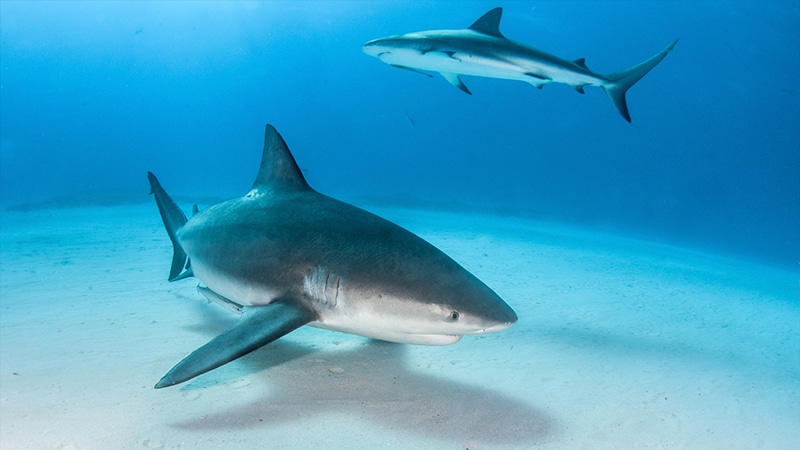 bull shark facts - 3