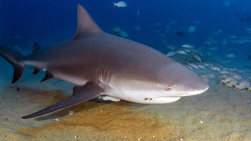 bull shark facts - 4