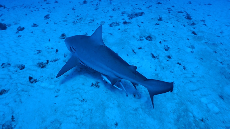 bull shark facts - 5