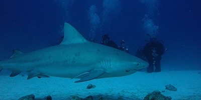 bull shark nueva peq