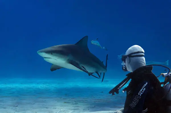 bull sharks dive trip from cozumel bull sharks dive trip from cozumel