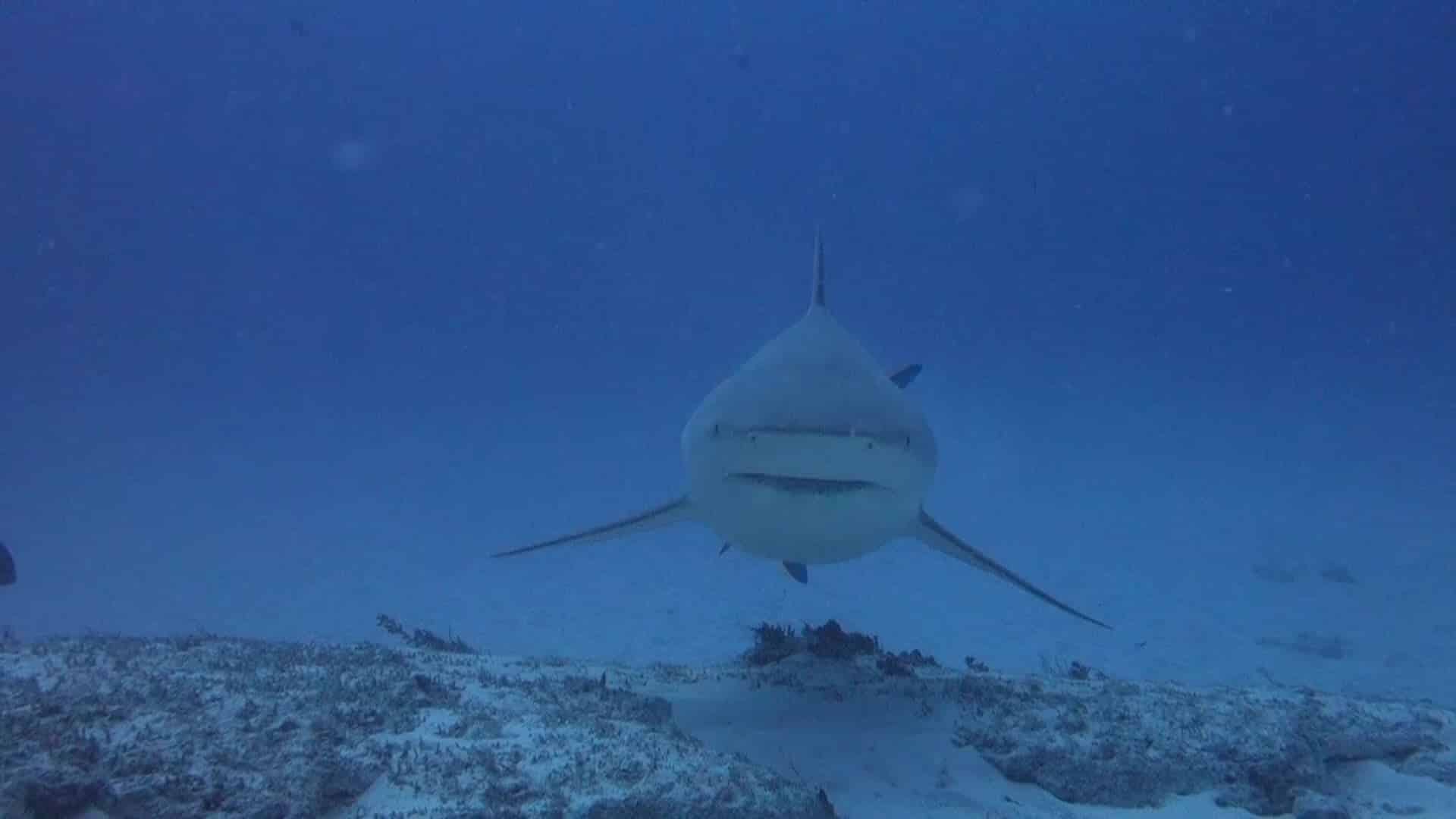 bull sharks facts - 2