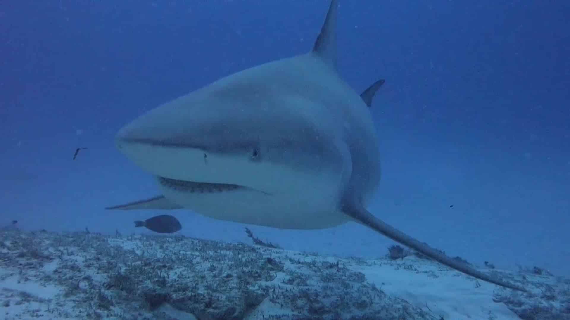 bull sharks facts - 4