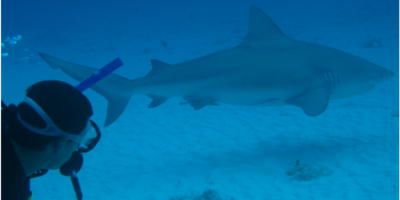 Bull shark diving trip to Cozumel