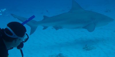 Excursion de Plongée avec REQUIN-BOULEDOGUE de Dressel Divers