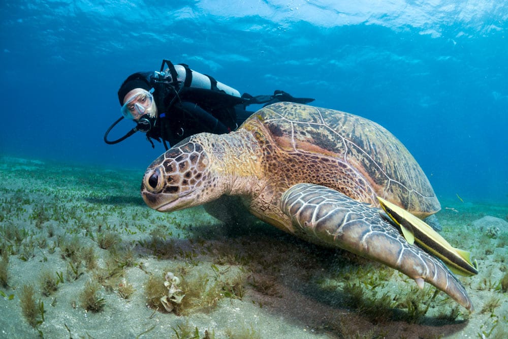 buoyancy control - turtle