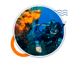 Cozumel Diving Excursions