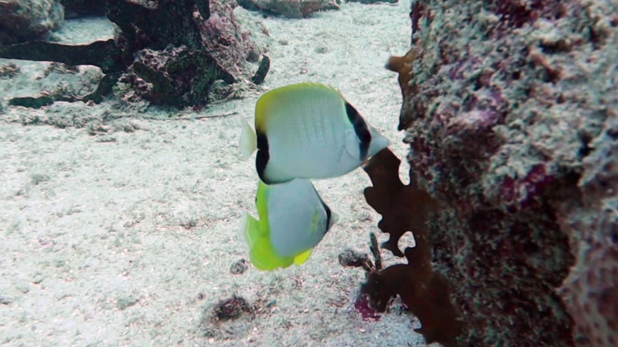 butterfly fish facts- Reef Butterflyfish juvenile - datos sobre el pez mariposa