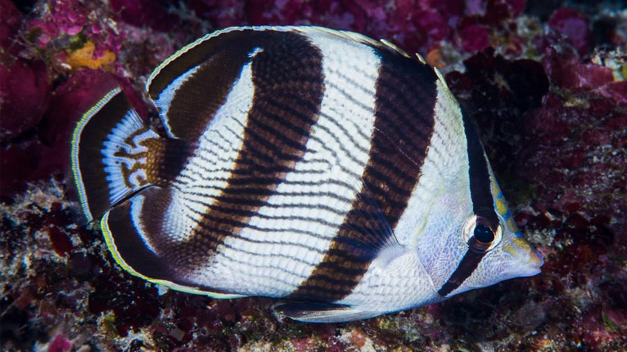 butterfly fish facts - banded Butterflyfish - 3