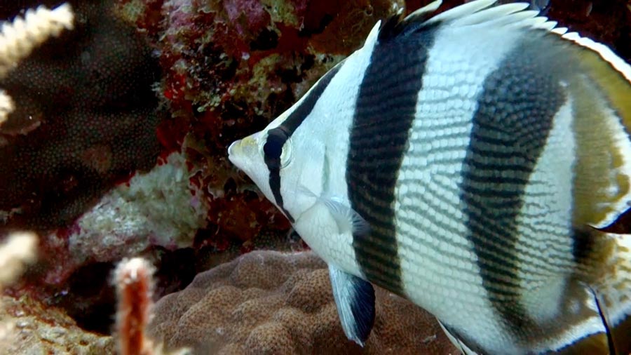 butterfly fish facts - banded Butterflyfish - datos sobre el pez mariposa