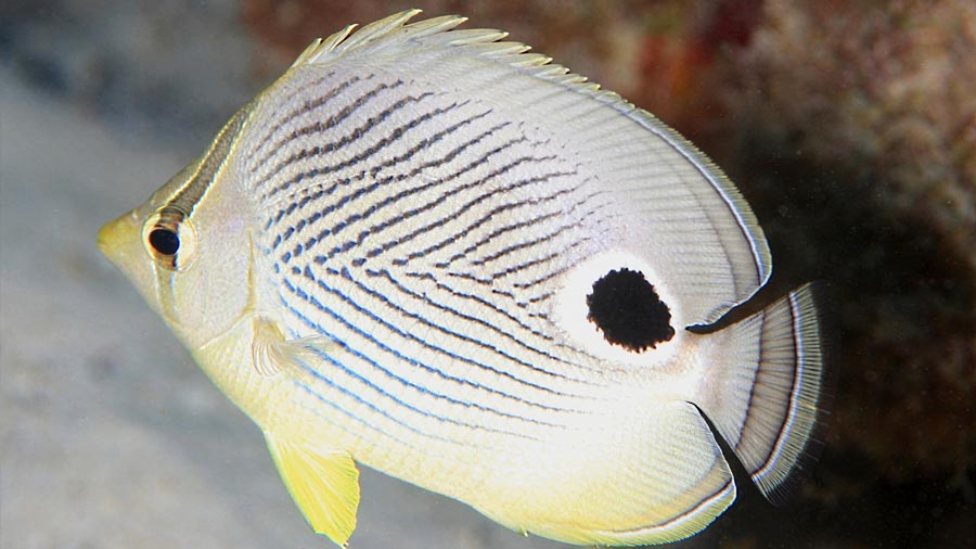 butterfly fish facts - foureyed Butterflyfish