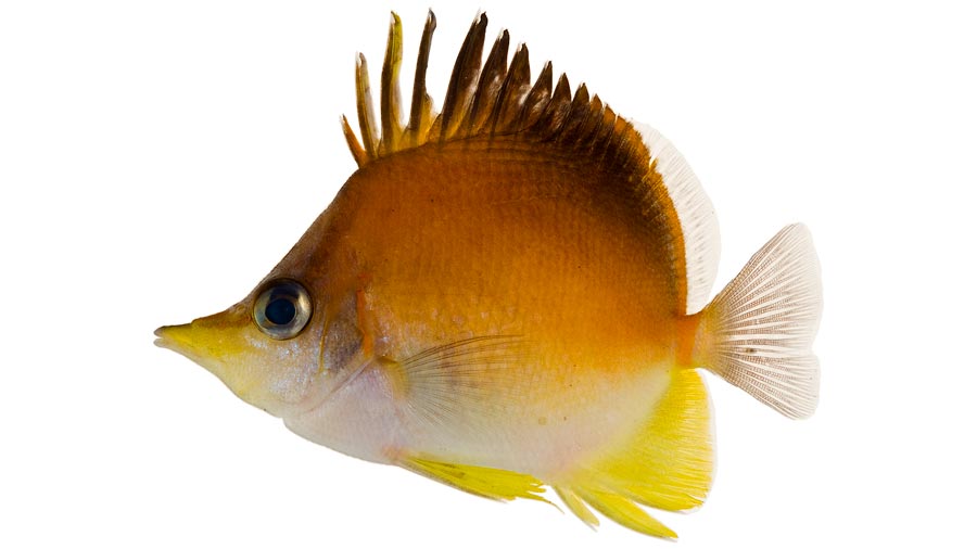 butterfly fish facts - longsnout Butterflyfish