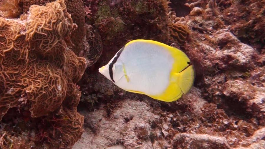 butterfly fish facts - spotfin Butterflyfish