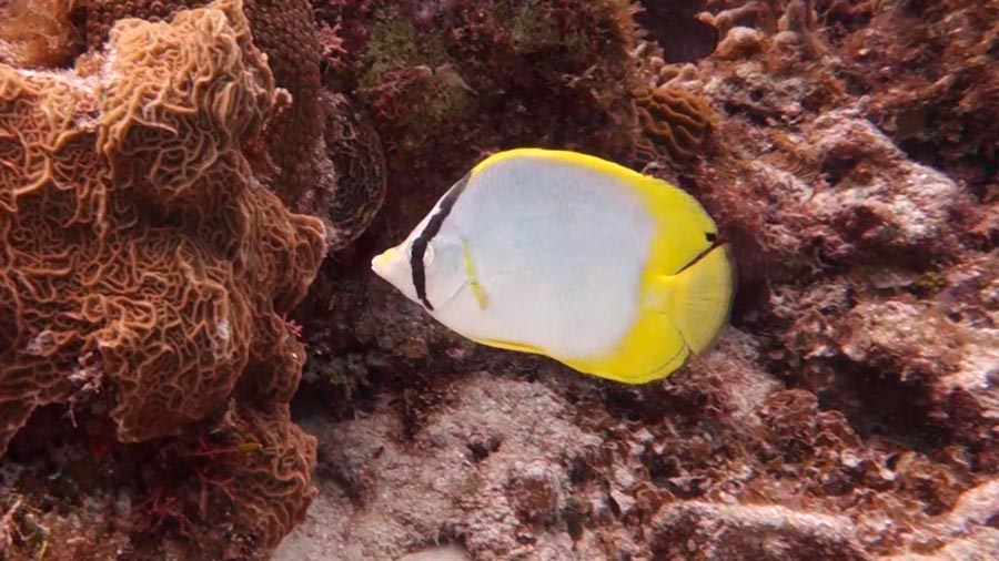 butterfly fish facts - spotfin Butterflyfish - datos sobre el pez mariposa