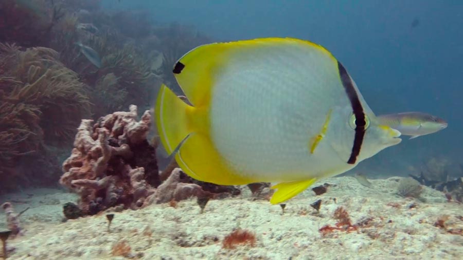 butterfly fish facts - spotfin Butterflyfish - 2
