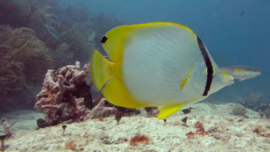 butterflyfish facts - spotfin Butterflyfish - 2 - datos sobre el pez mariposa