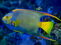 caribbean fish - angelfish