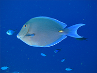 caribbean fish - surgeonfish - fauna del mar caribe
