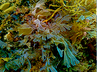 caribbean life - algae - alga - fauna del mar caribe