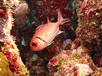 Blackbar-Soldierfish