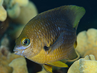 caribbean sea animals - Damselfish