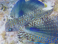 Flying Gurnard