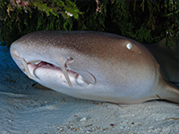 caribbean-sea-life--Nurseshark